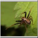 Xysticus sp - Krabbenspinne 01a.jpg